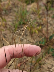 Aristida tuberculosa