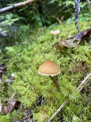 Cystoderma carcharias fallax