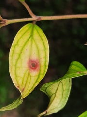 Parallelodiplosis subtruncata