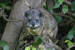 Dendrohyrax arboreus