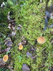 Cystoderma carcharias fallax