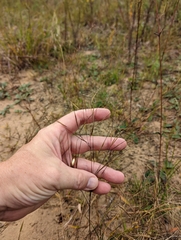 Aristida tuberculosa