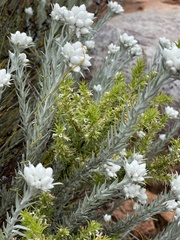 Achyranthemum paniculatum