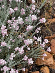 Achyranthemum paniculatum