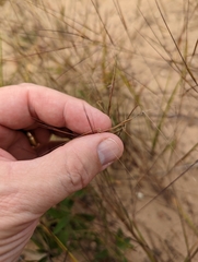 Aristida tuberculosa