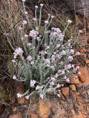 Achyranthemum paniculatum