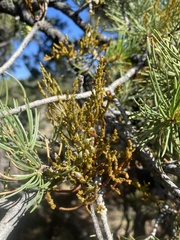 Arceuthobium vaginatum