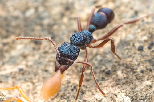 Rhytidoponera confusa