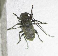 Astyleiopus variegatus