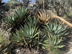 Agave utahensis kaibabensis