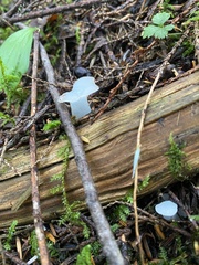 Pseudohydnum gelatinosum