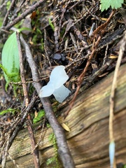 Pseudohydnum gelatinosum