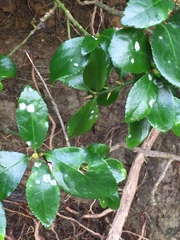 Erysiphe euonymicola