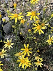 Senecio flaccidus