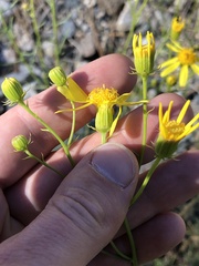 Senecio flaccidus