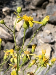 Senecio flaccidus