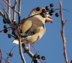 Coccothraustes coccothraustes