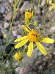 Senecio flaccidus