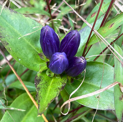 Gentiana