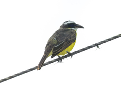 Megarynchus pitangua