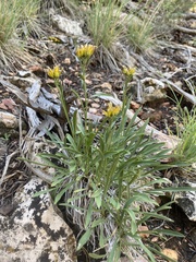 Petradoria pumila