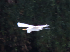 Ardea alba modesta