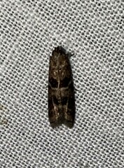 Moodna ostrinella