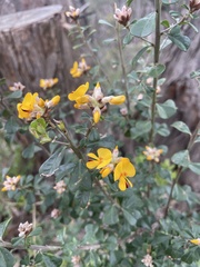 Pultenaea
