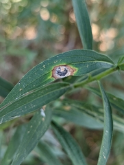 Botryosphaeria dothidea
