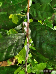 Sanurus