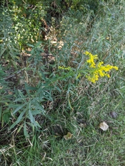 Botryosphaeria dothidea