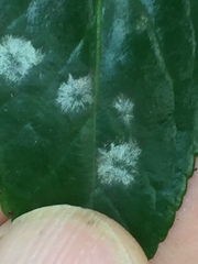 Erysiphe euonymicola