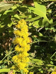 Solidago arguta