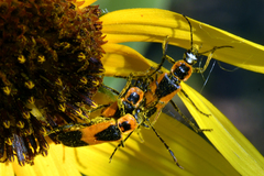 Chauliognathus basalis