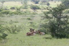 Alcelaphus buselaphus cokii