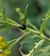 Clastoptera obtusa