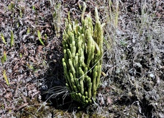 Phlegmariurus saururus