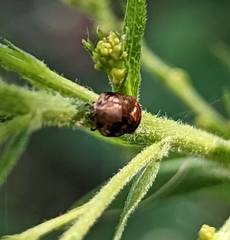 Clastoptera obtusa