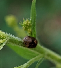 Clastoptera obtusa