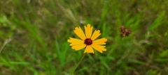 Coreopsis linifolia