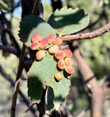 Blaesodiplosis