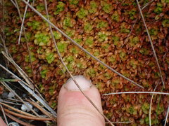 Sphagnum compactum