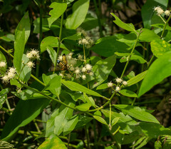 Pterygota
