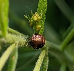 Clastoptera obtusa