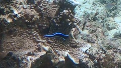 Labroides dimidiatus