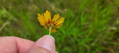 Coreopsis linifolia