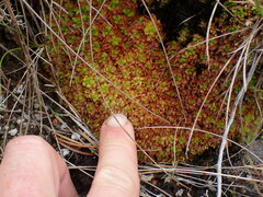 Sphagnum compactum
