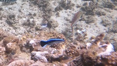 Labroides dimidiatus