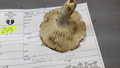 Russula integra