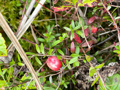 Vaccinium macrocarpon
